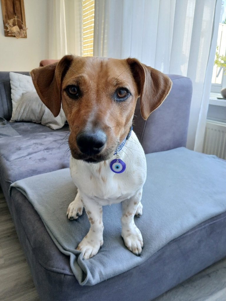 Gouden mandje gezocht voor onze Jack Russell, Dieren en Toebehoren, 15 weken tot 1 jaar, Eén hond, CDV (hondenziekte), Nederland