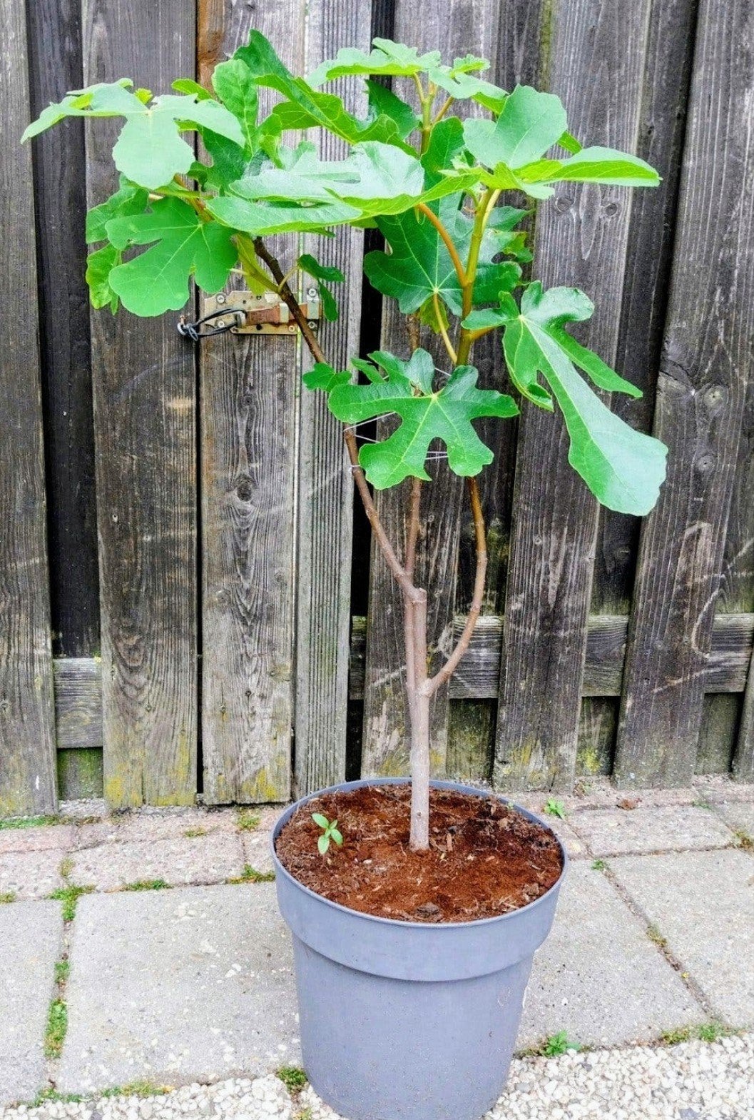 Vijgenboom (Ficus carica), Ophalen