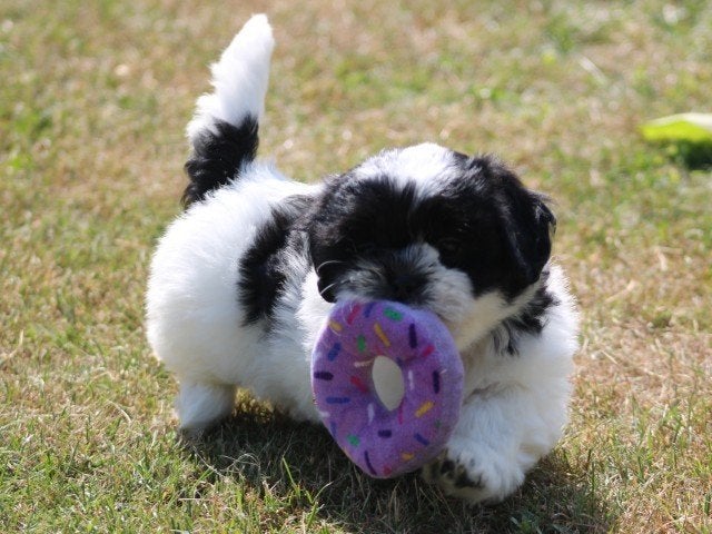 Boomer pups, Dieren en Toebehoren, Nederland, Parvo, Overige rassen, 8 tot 15 weken