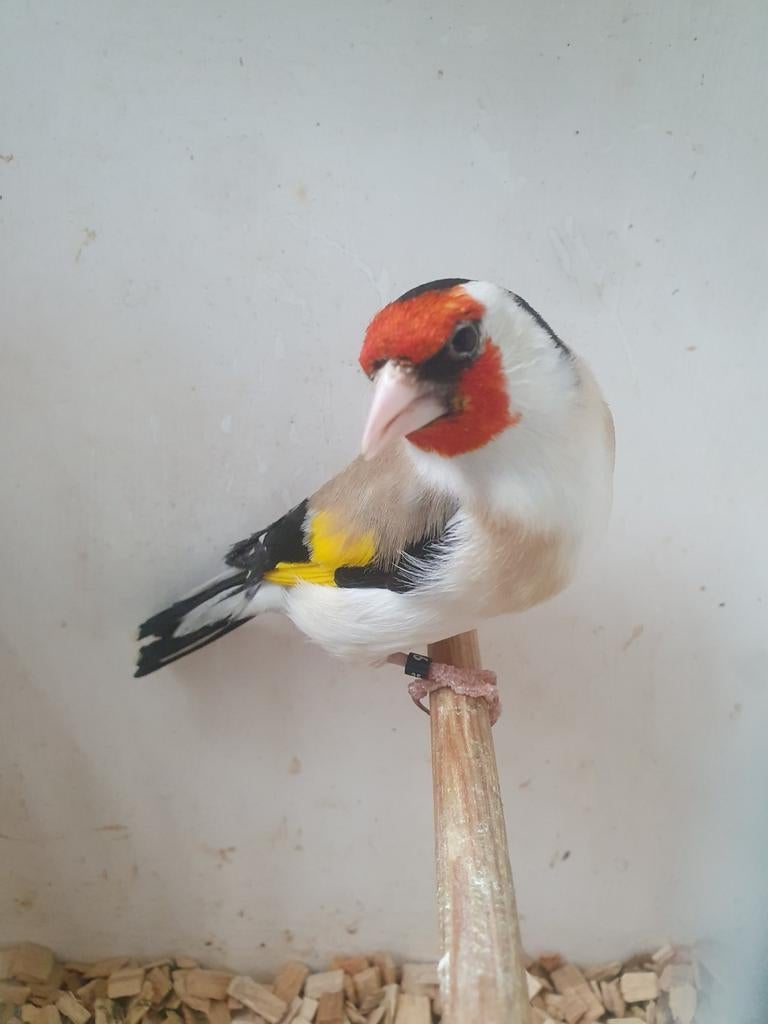 eumo majorputter man, Dieren en Toebehoren, Vogels | Overige Vogels, Mannelijk, Geringd