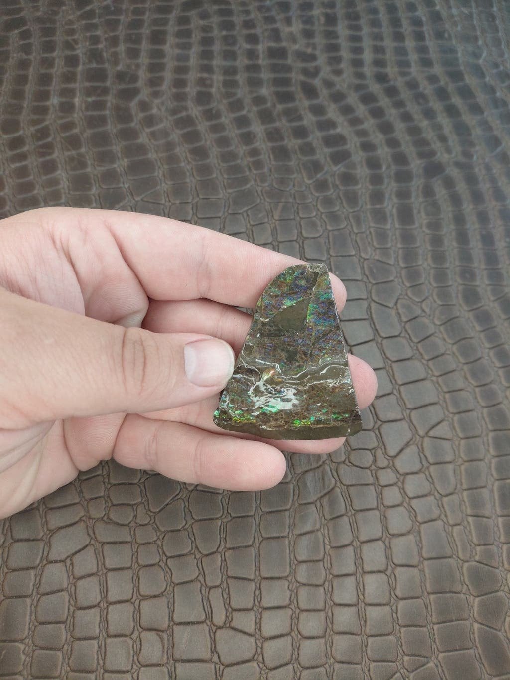 Kleine zeldzame Ammoliet speciment met groene blauwe, Verzenden