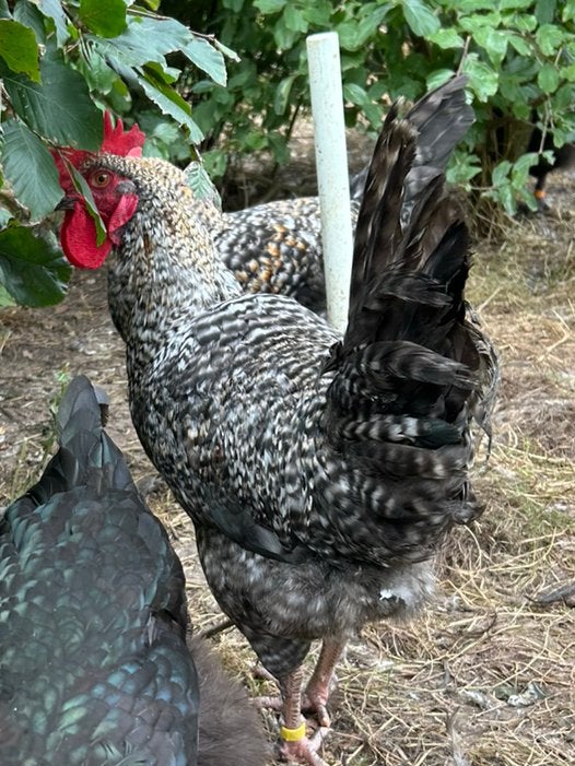 4 hanen kruising marans haan x cream legbar, Dieren en Toebehoren, Pluimvee, Mannelijk, Kip