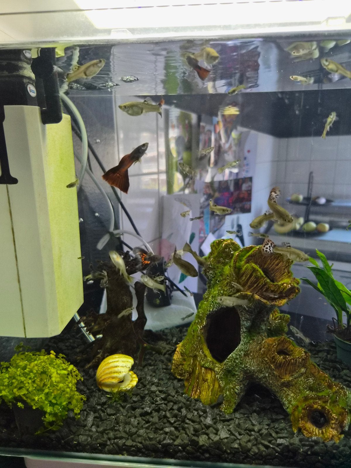 Guppen/ guppies gratis ophalen, Vis