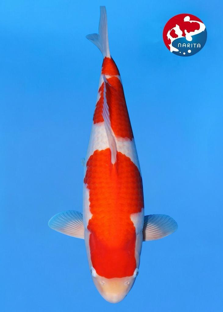 Hoge kwaliteit kohaku female kweker hoshikin japanse koi, Dieren en Toebehoren, Vissen | Vijvervissen, Karper of Koi