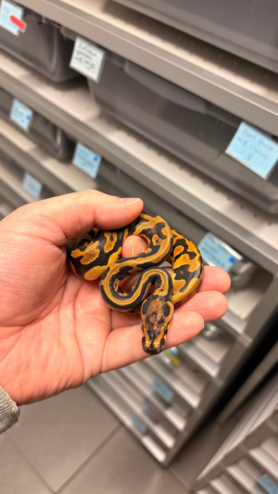 0.1 confusion orange dream 100% clown ball python Ball Python photo 2
