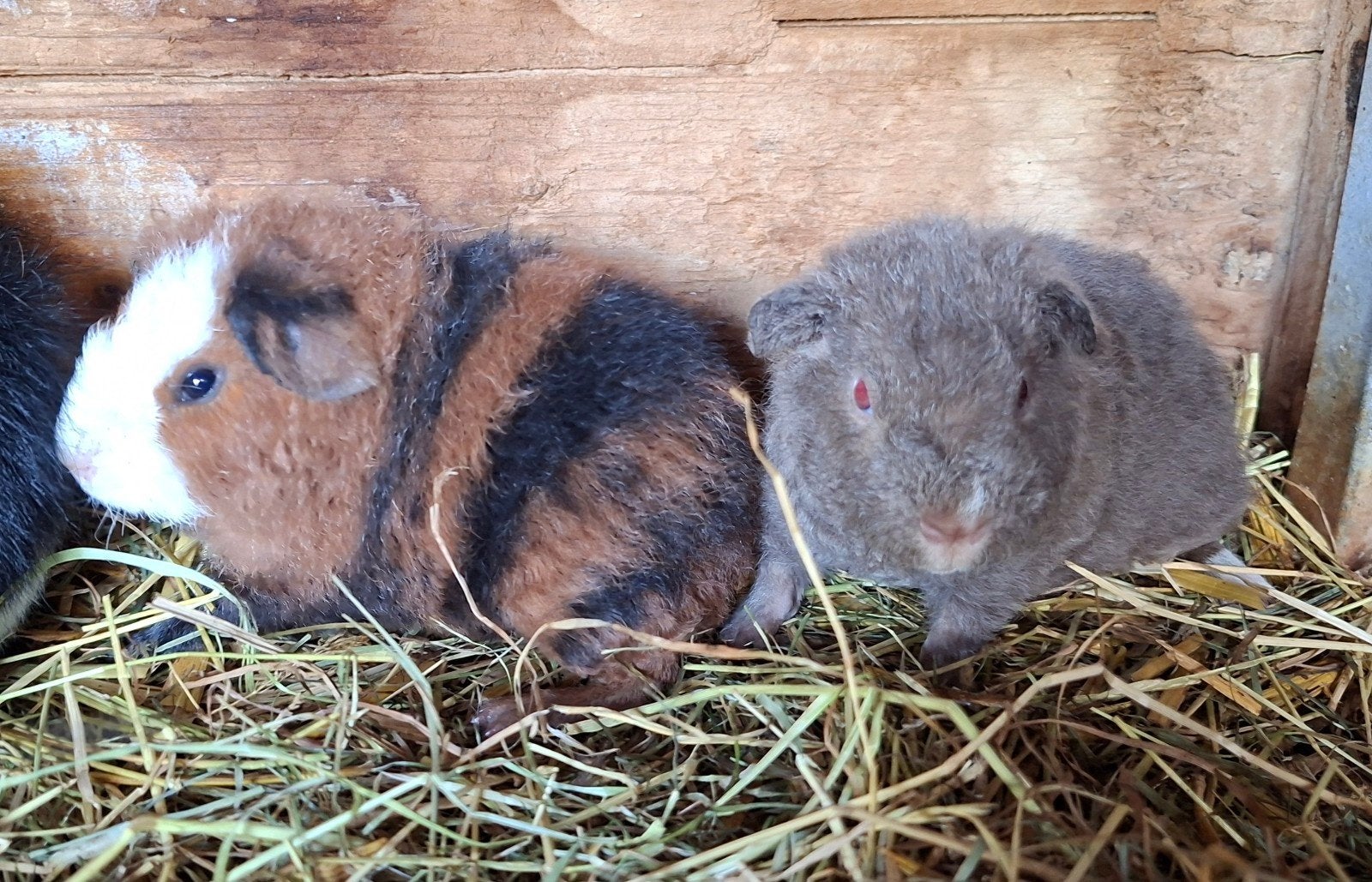 Us Teddy beertjes te koop, Cavia, Mannelijk, Juli, Tam
