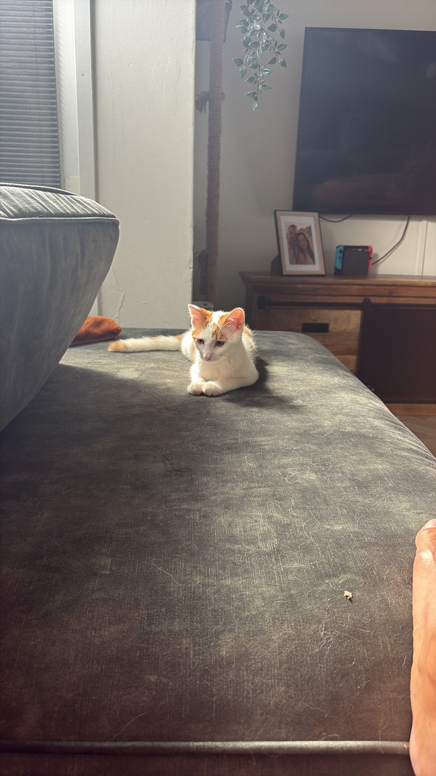 Kittens, Dieren en Toebehoren, Kater