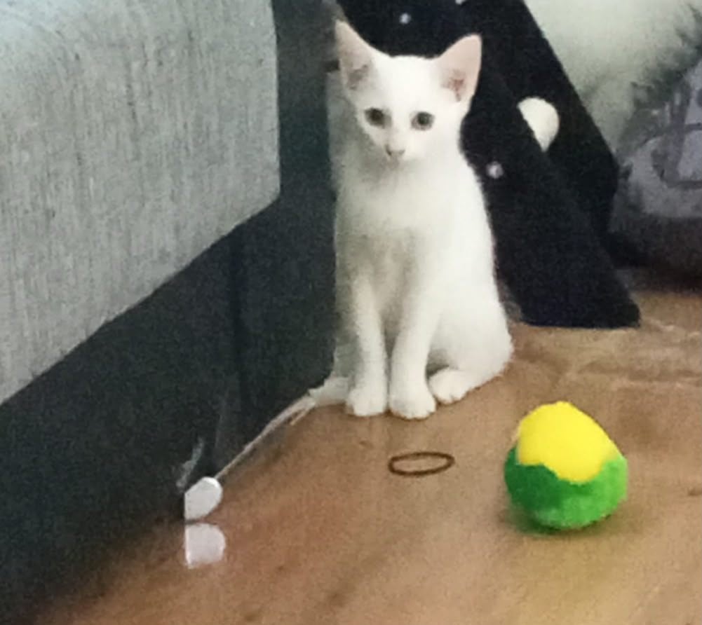 hele mooie witte katertje, Kater, Ingeënt
