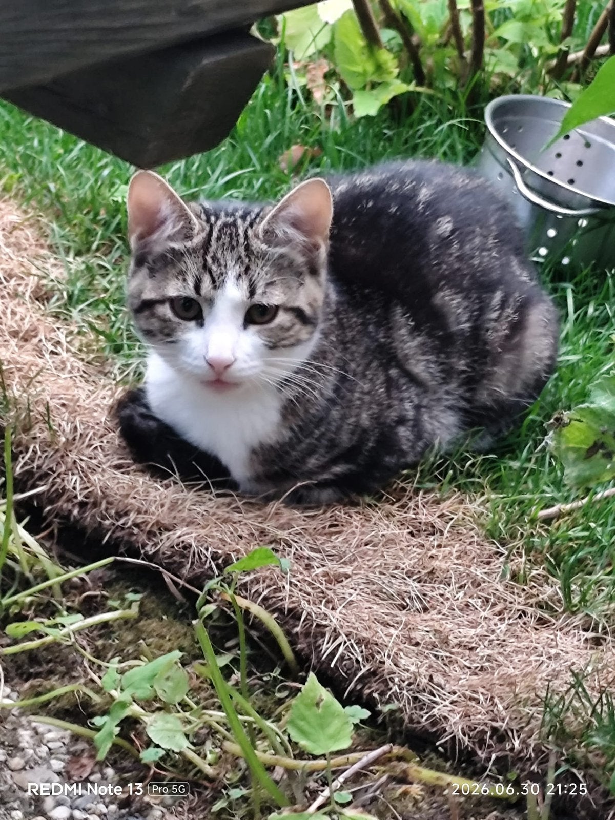 Kitten zoekt een fijn huisje (nog kattertje en poesje over), Poes, 0 tot 2 jaar