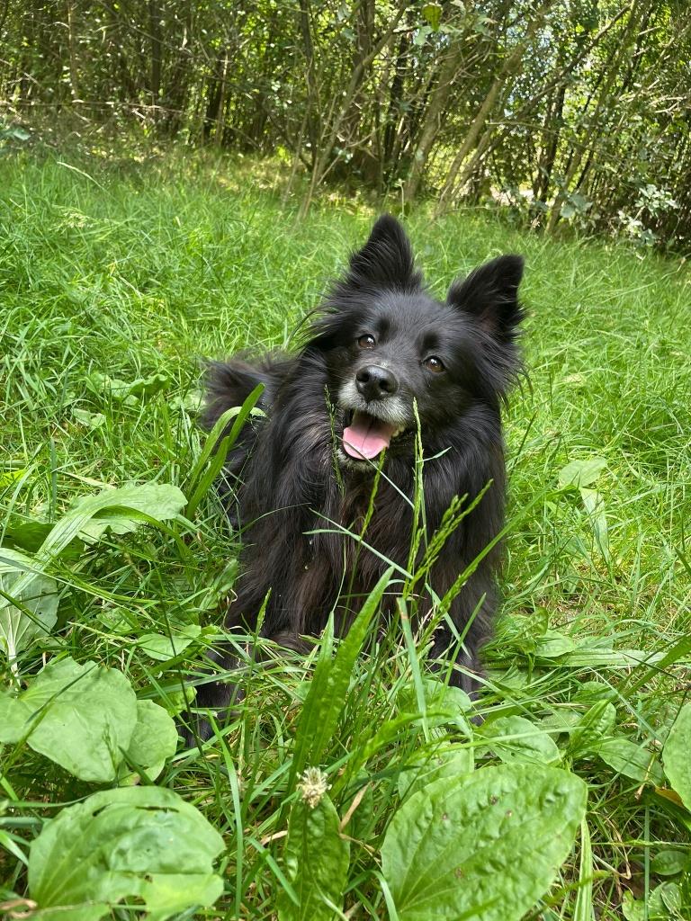 Oppas gevraagd voor mijn hond, Dieren en Toebehoren, Ophalen, Nieuw
