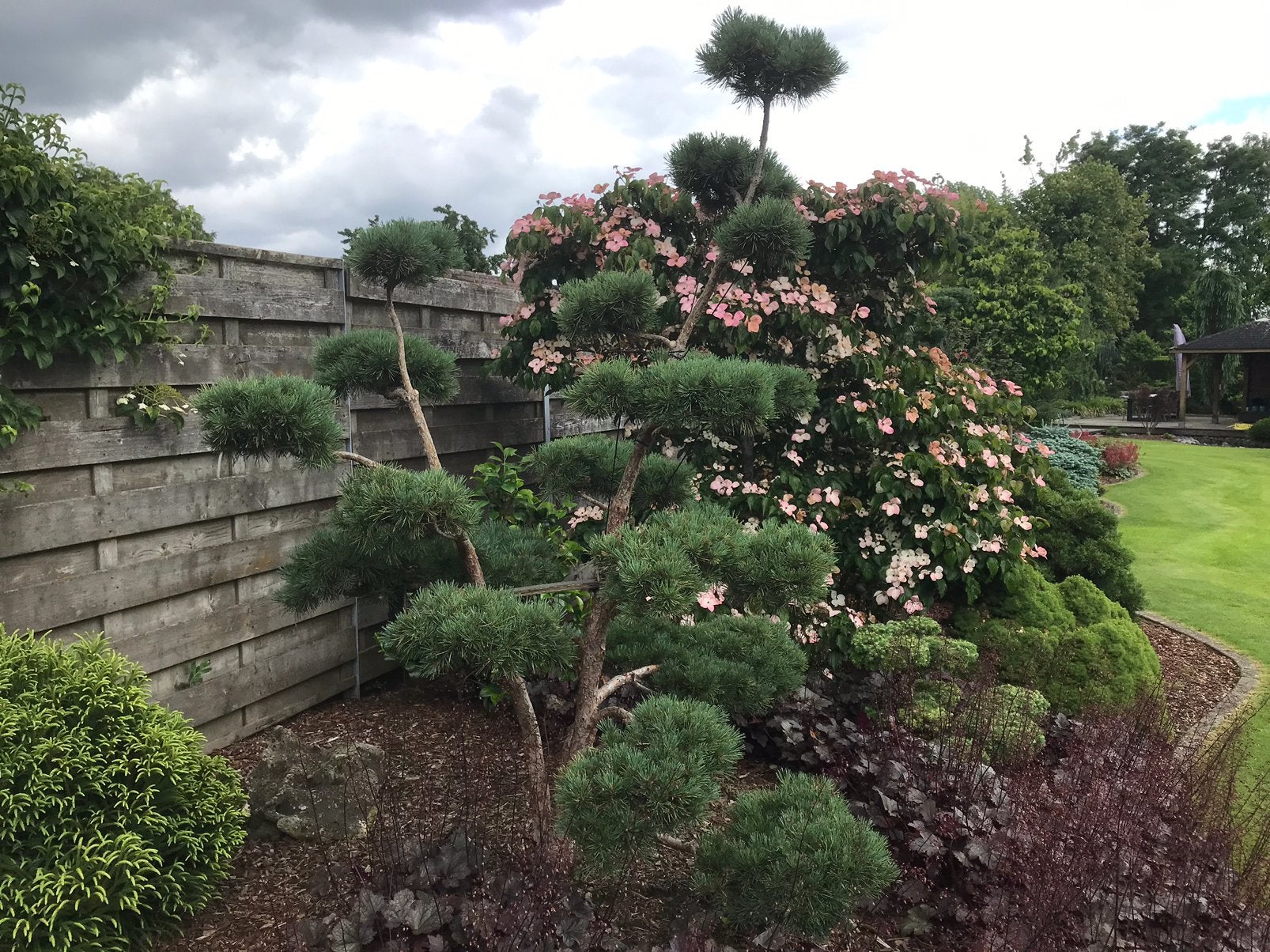 Te koop vormsnoei Pinus sylvestris watererii Niwaki, Bloeit niet, Overige soorten, 100 tot 250 cm, Ophalen