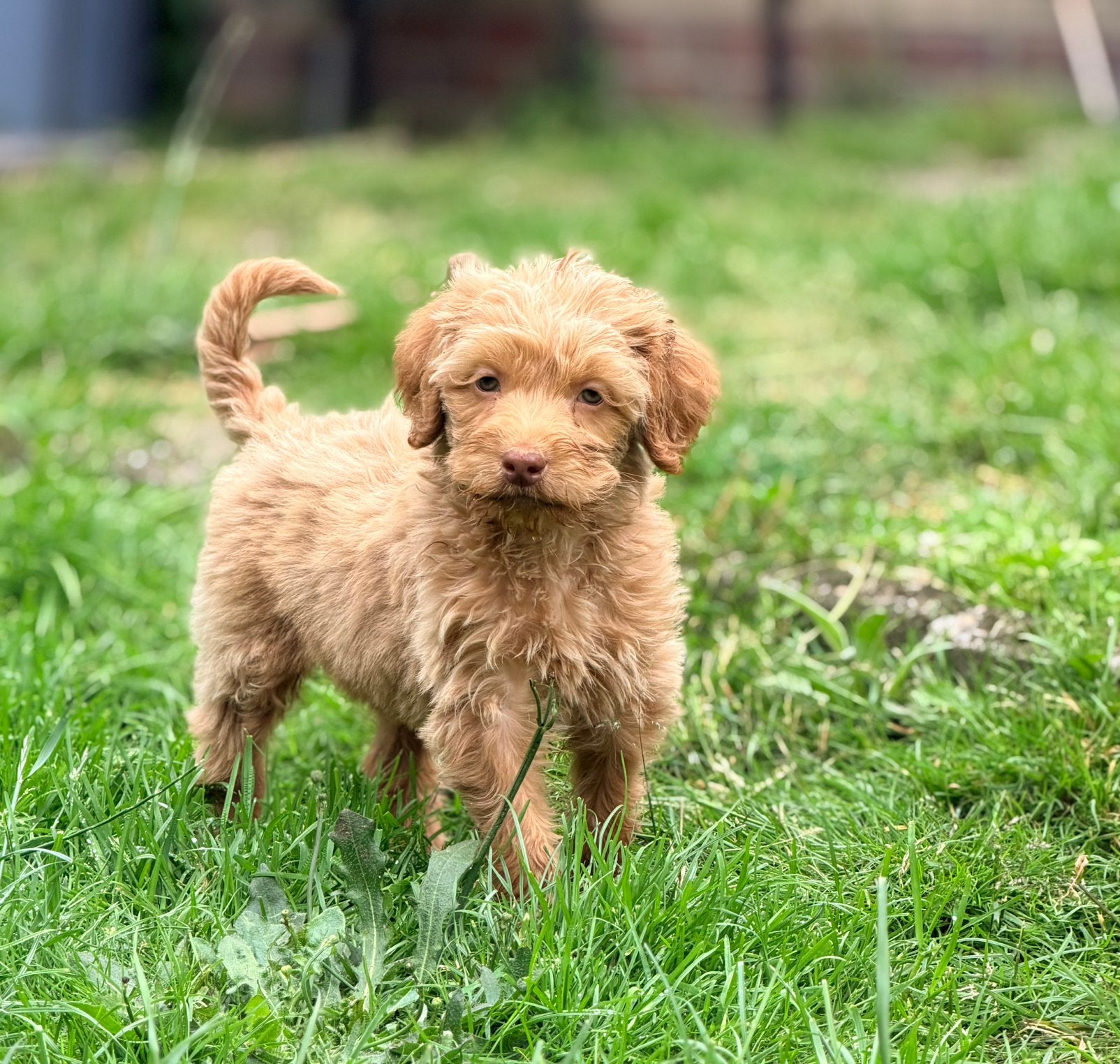Medium labradoodle pups reutjes te koop! Mogen verhuizen!, Parvo, Overige rassen, 8 tot 15 weken, Meerdere