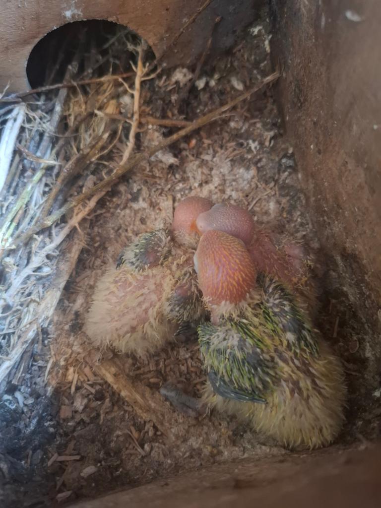 Agapornis Fischeri Dwergpapegaai, Dieren en Toebehoren, Vogels | Parkieten en Papegaaien, Geslacht onbekend, Dwergpapegaai of Agapornis