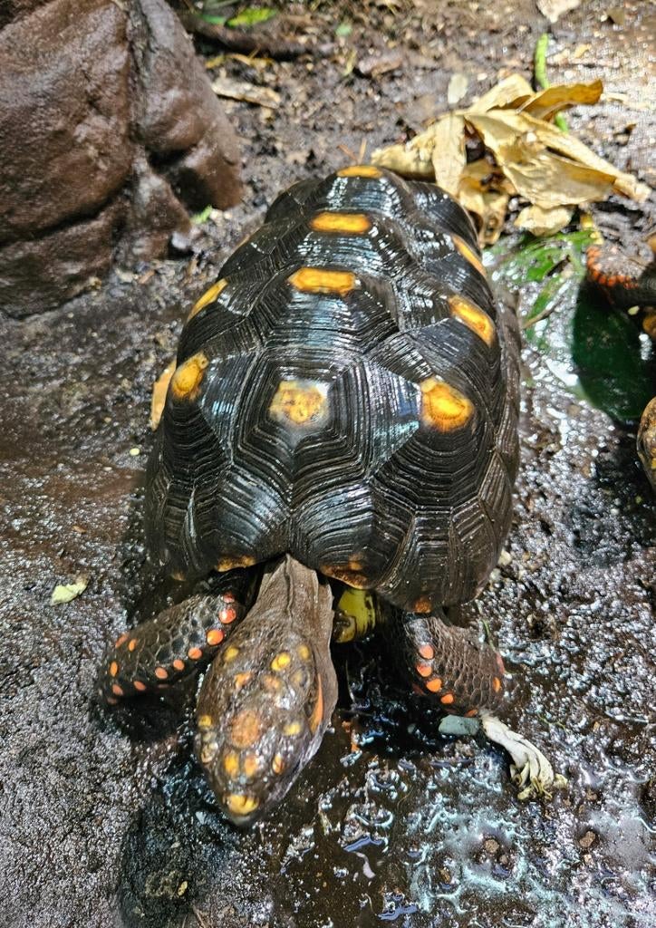 Kolenbranderschildpad (Chelonoidis Carbonarius) vrouw 0.1 Tortoise - female for sale from Eliene