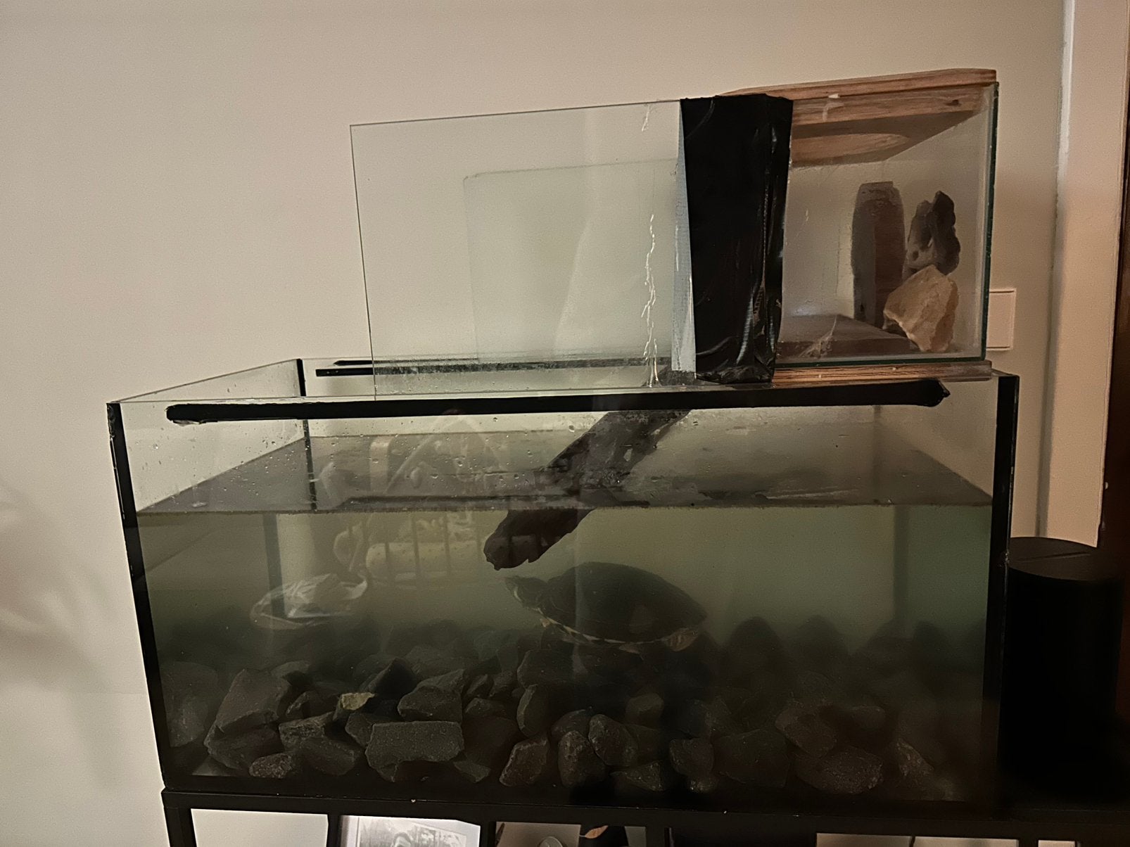 Waterschildpad + aquarium + toebehoren Turtle photo 2