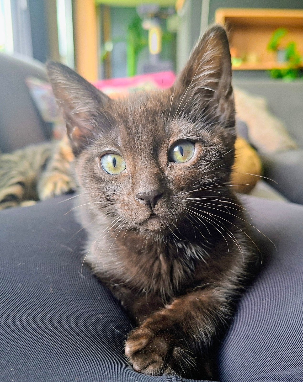 Zwart poesje, Dieren en Toebehoren, Katten en Kittens | Raskatten | Korthaar, Poes, 0 tot 2 jaar