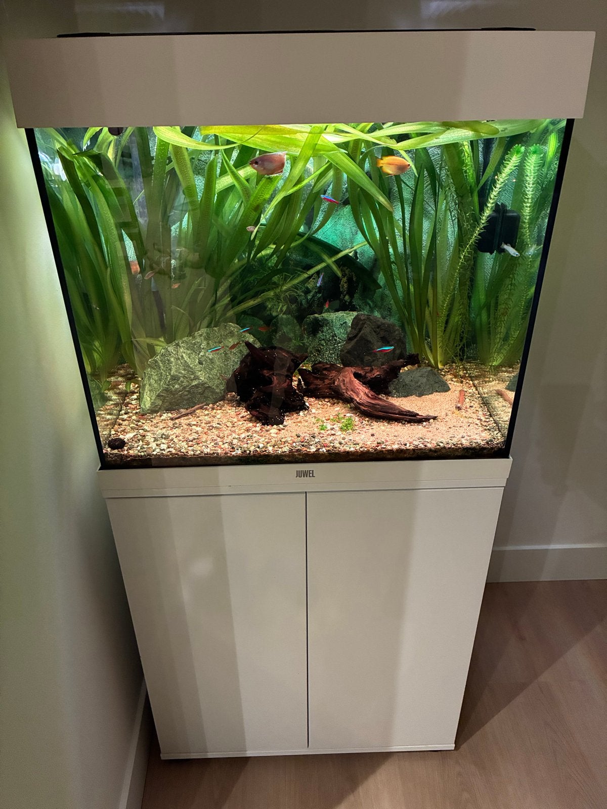 Jewel Lido 120, Ophalen of Verzenden, Zo goed als nieuw, Gevuld zoetwateraquarium, Juwel