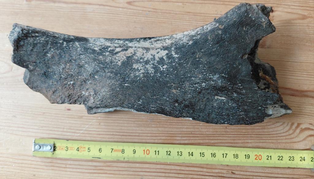 Versteend mammoet bot ,pleistoceen, Verzamelen, Mineralen en Fossielen, Ophalen of Verzenden