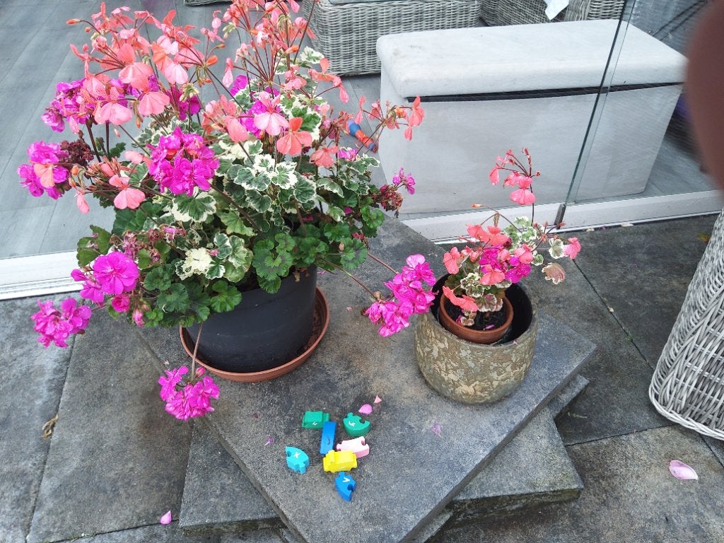 Plant, Ophalen, Overige soorten, Volle zon
