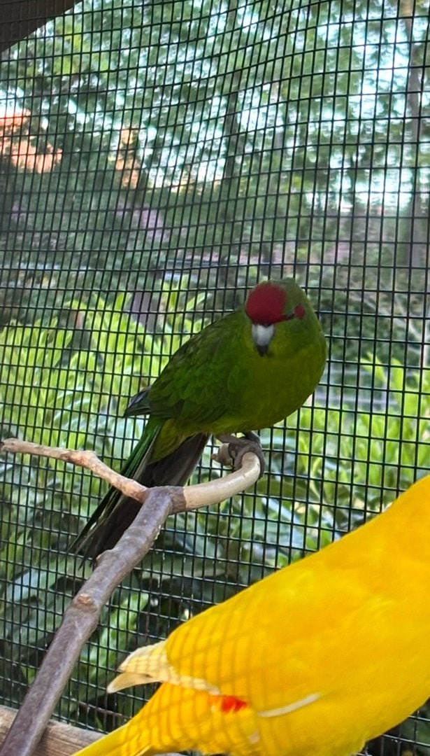 Te koop groen kakariki man, Dieren en Toebehoren, Mannelijk, Parkiet, Geringd