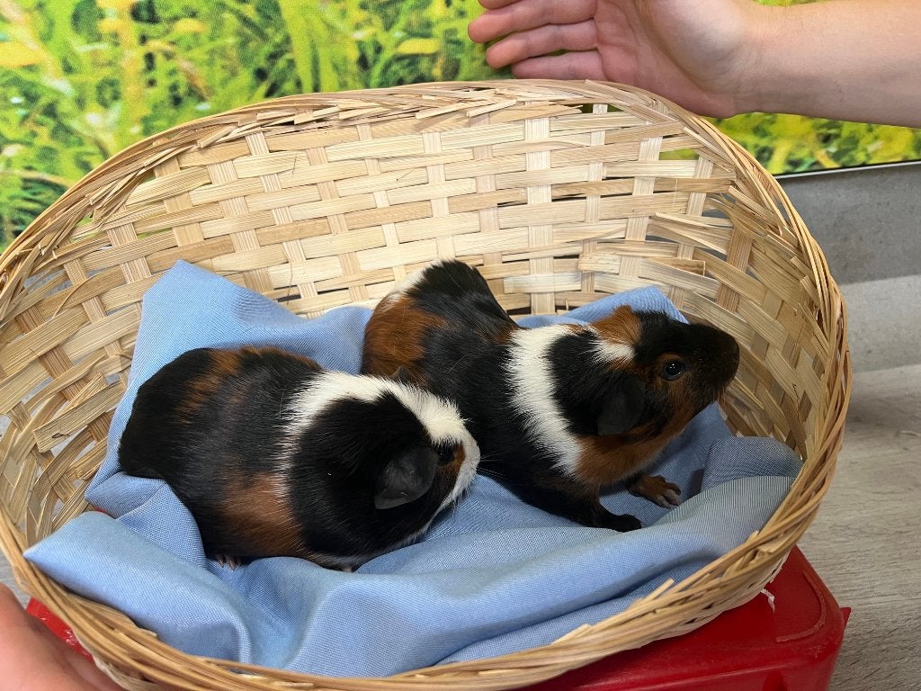 Diverse jonge cavia's, Dieren en Toebehoren, Juni, Meerdere dieren, Cavia