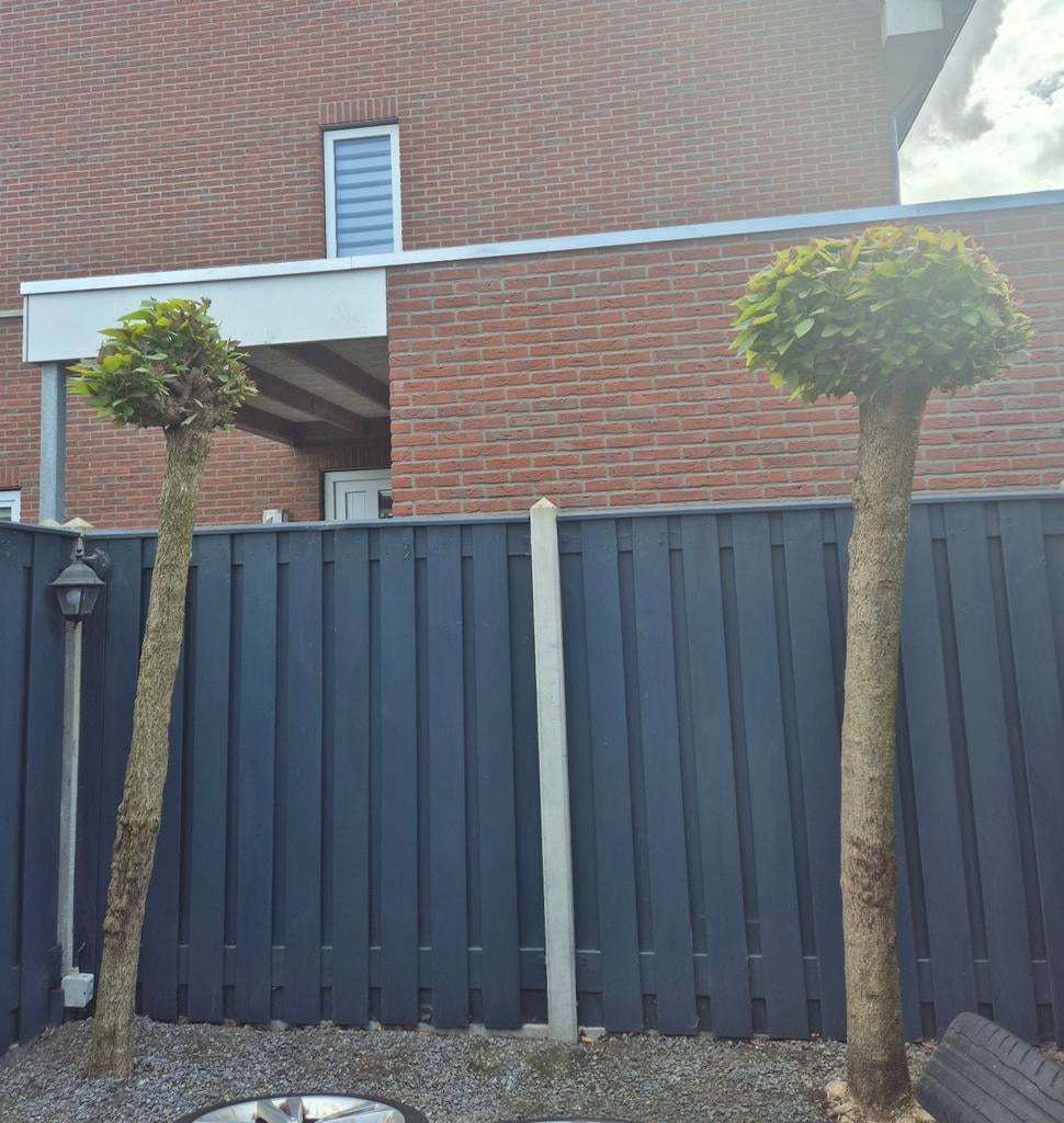 2 Bolcatalpa te koop, Tuin en Terras, Ophalen of Verzenden, Hout, Minder dan 3 meter, 1 tot 2 meter