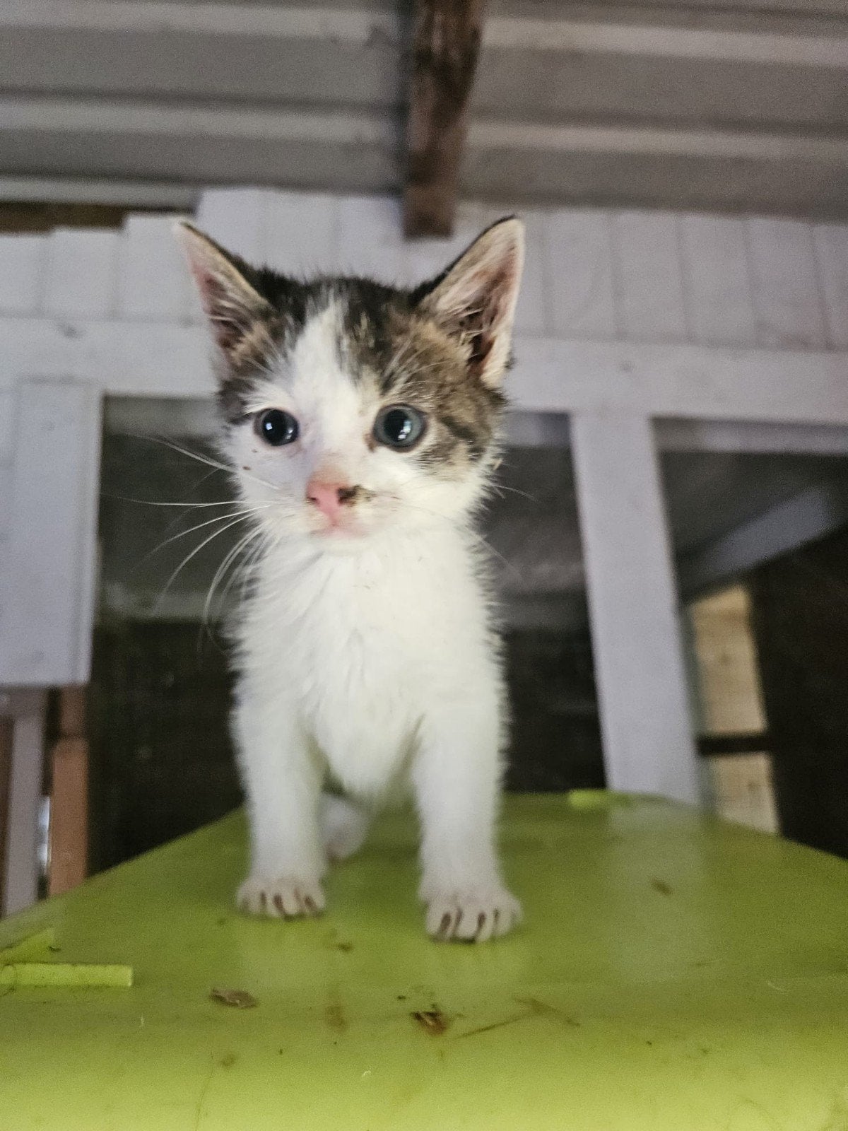 Kittens zoeken een forever home, Meerdere dieren