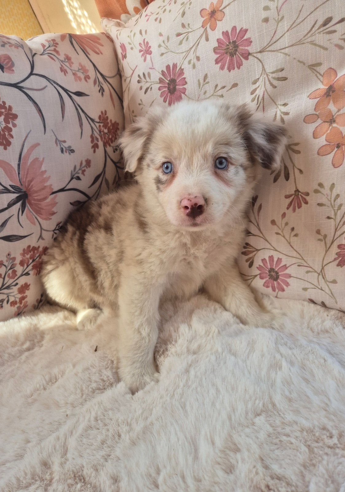 Super leuke Border collie X Australian shepherd pups, Dieren en Toebehoren, Honden | Herdershonden en Veedrijvers, Parvo, 8 tot 15 weken