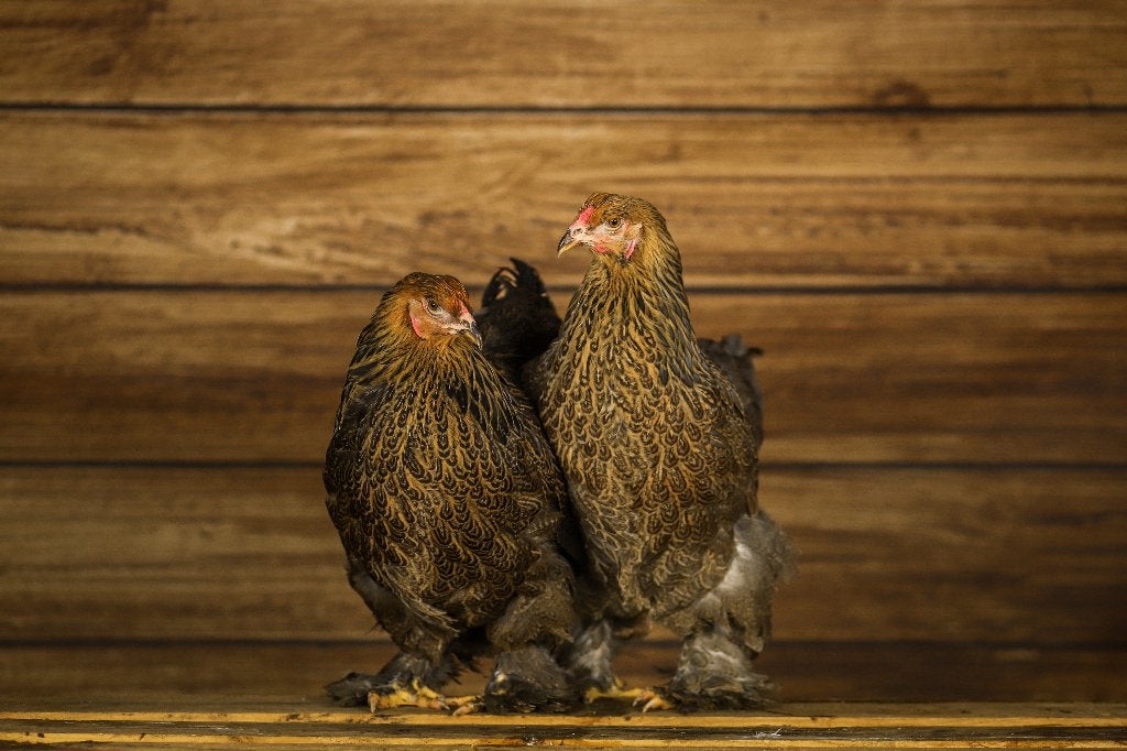 Brahma groot | Tamme grote kippen | Passend advies, Vrouwelijk, Kip