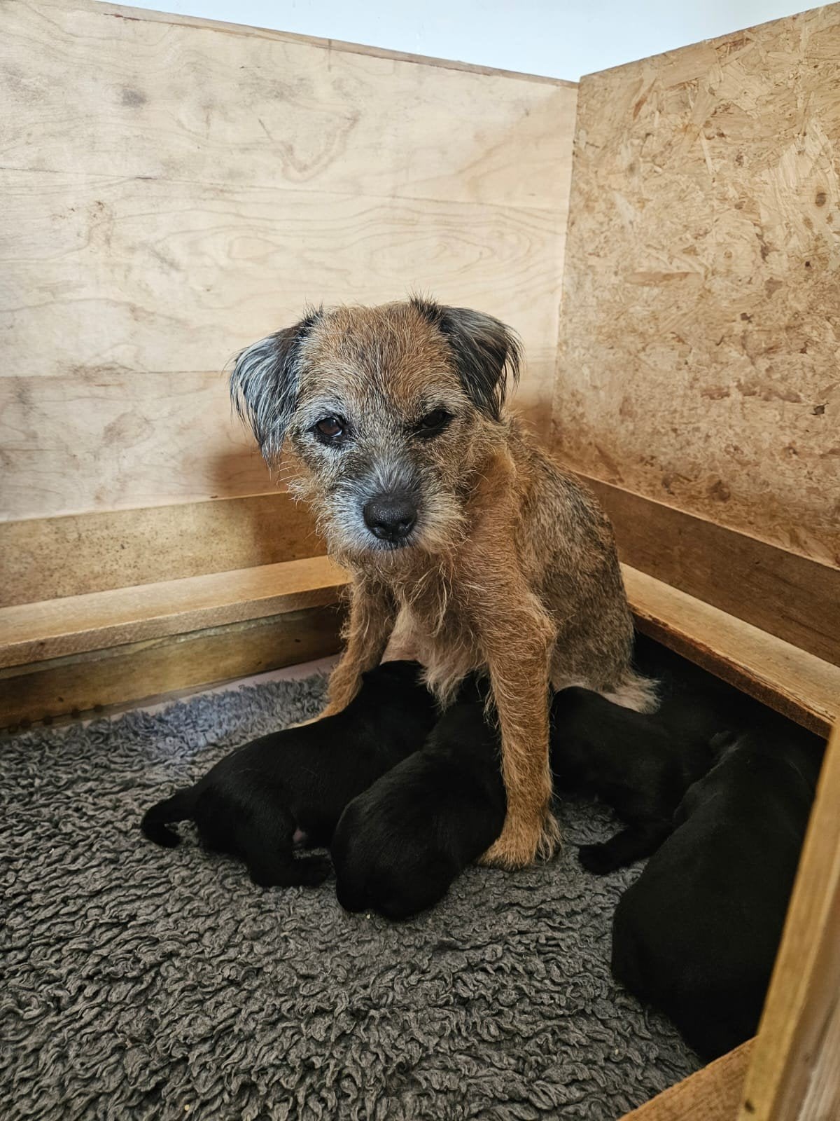 border terriër kruising pups, 8 tot 15 weken, CDV (hondenziekte), Meerdere, Meerdere dieren