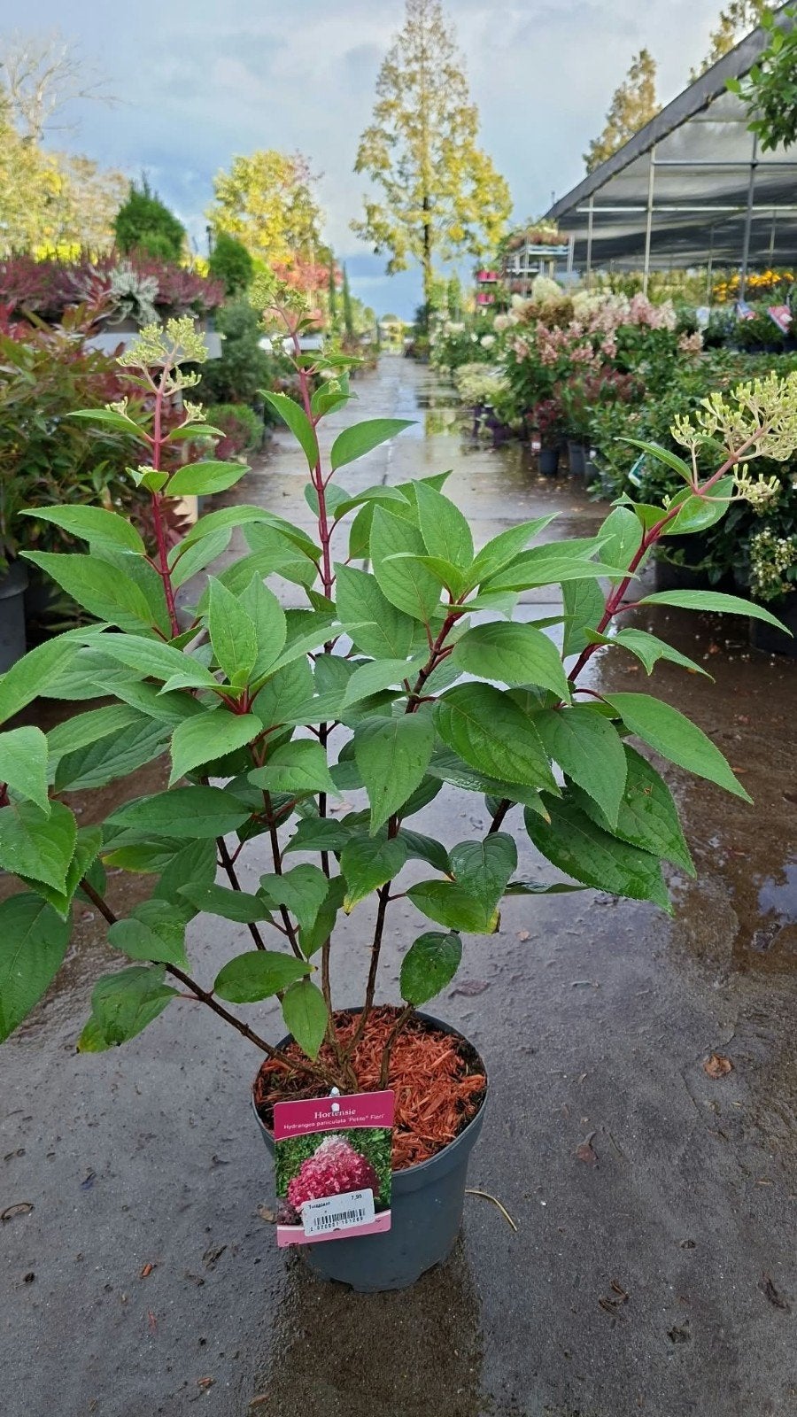 Mooie Pluimhortensia 'Petite Flori' - 60/70cm hoog, Vaste plant, Halfschaduw, Zomer, Ophalen