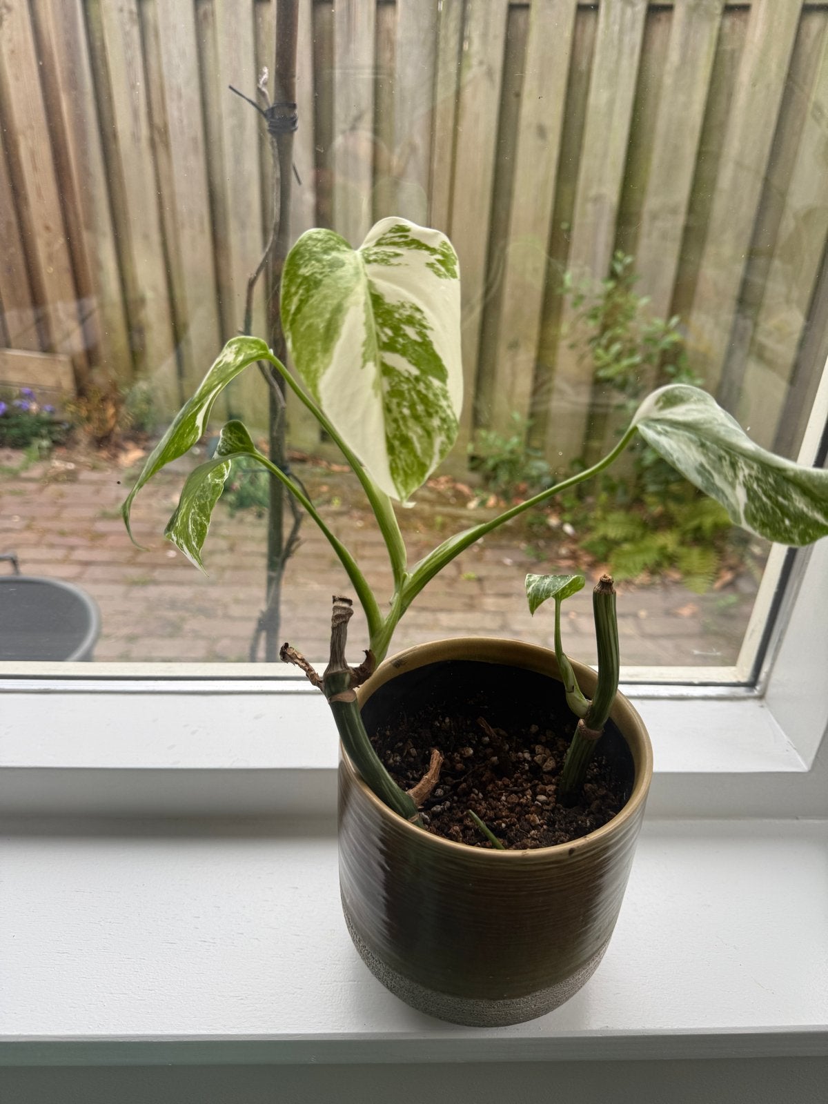 Mooie Monstera Variegata met 2 stekken - snel volle plant, Vaste plant, Bloeit niet, Halfschaduw, Ophalen