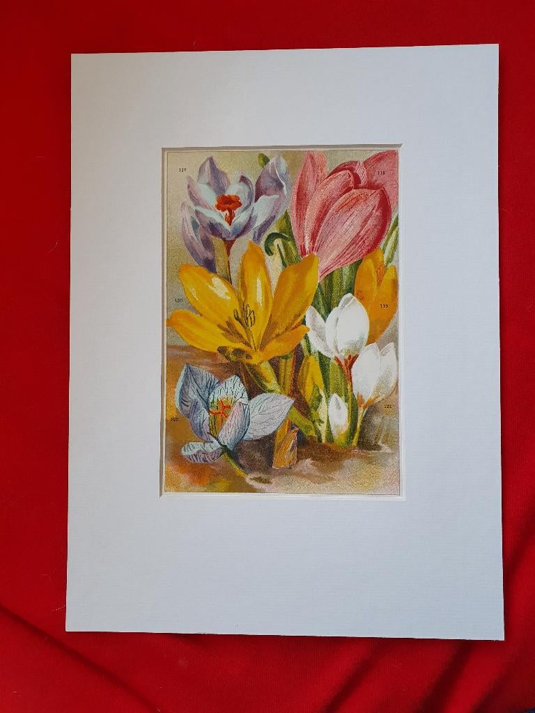 27 verschillende oude litho's van bloembollen 1905, Ophalen of Verzenden