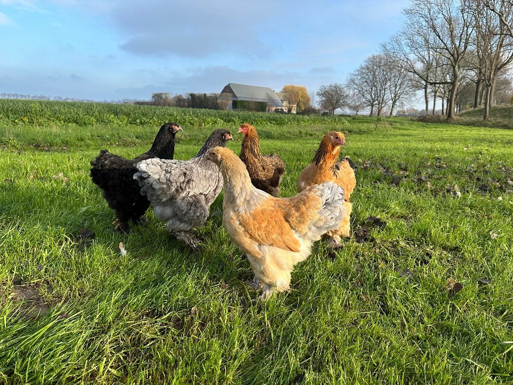 Jonge tamme Brahma kippen gesekst en ingeënt, Dieren en Toebehoren, Pluimvee, Vrouwelijk, Kip