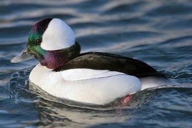 Buffelkop eendjes, Dieren en Toebehoren, Pluimvee, Meerdere dieren, Eend