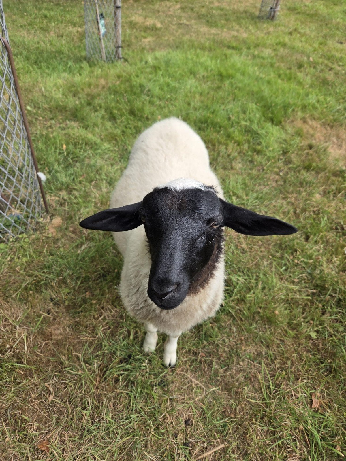 Mooie jonge dorperram van 4mnd oud, Mannelijk, Schaap, 0 tot 2 jaar