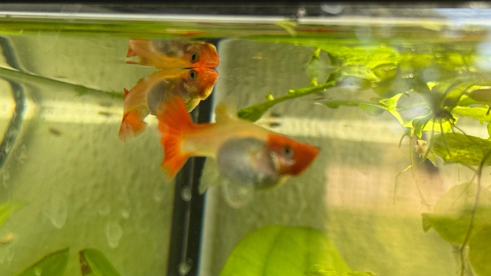 Vrouwen guppen en baby guppen aangeboden, Vis