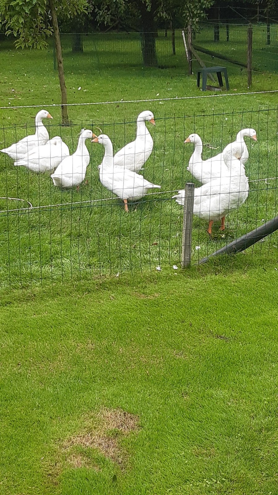 witten boeren ganzen ., Meerdere dieren, Gans of Zwaan