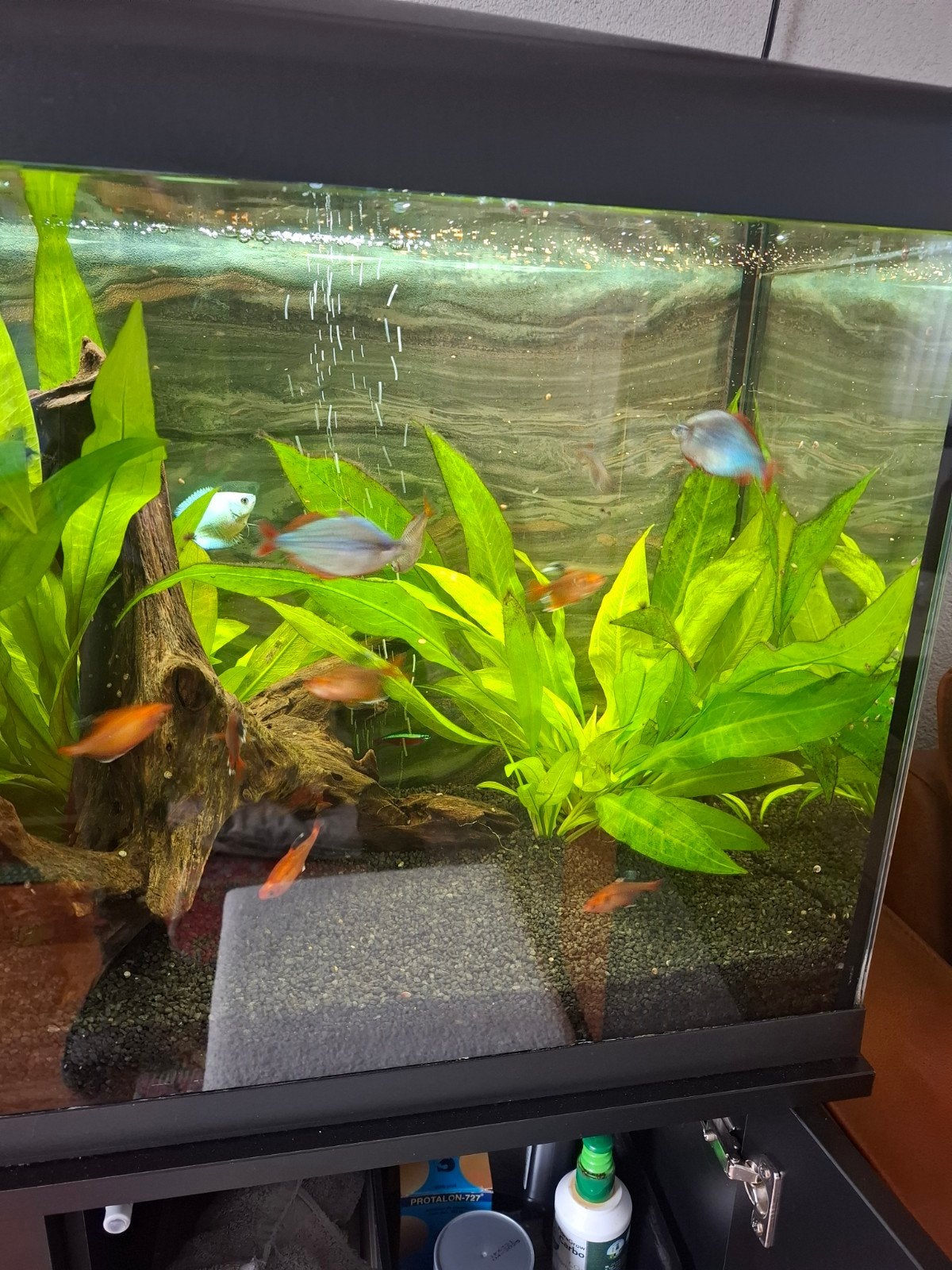 mooi aquarium met vissen en planten compleet 80 liter, Dieren en Toebehoren, Ophalen, Zo goed als nieuw, Gevuld zoetwateraquarium