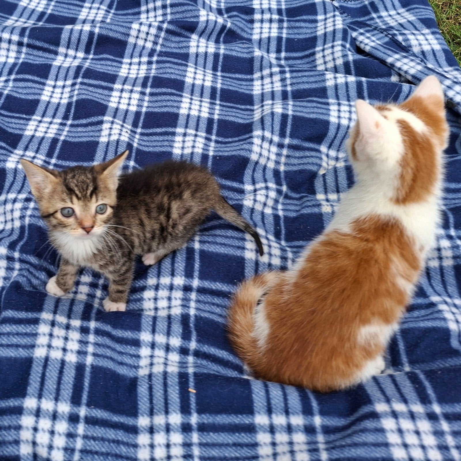Cyperse kater te koop, Kater, Kortharig, 0 tot 2 jaar