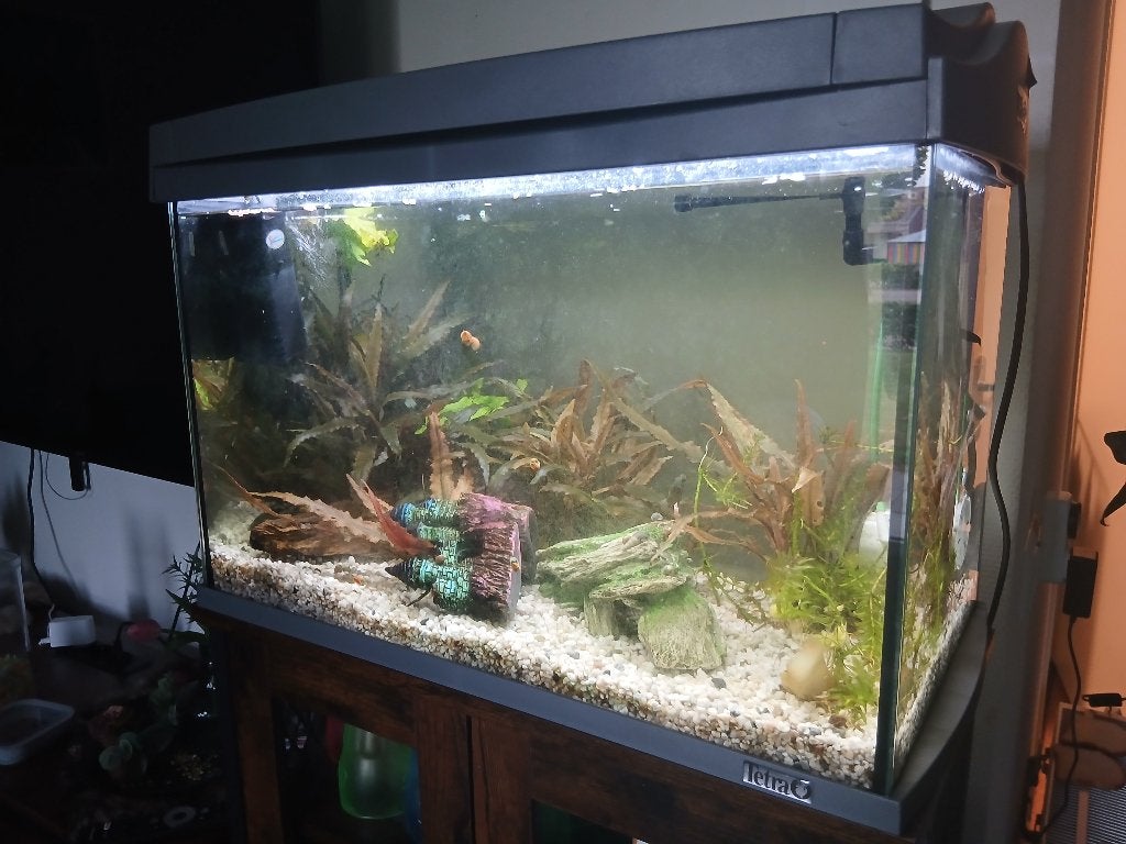 Aquarium, Dieren en Toebehoren, Vis