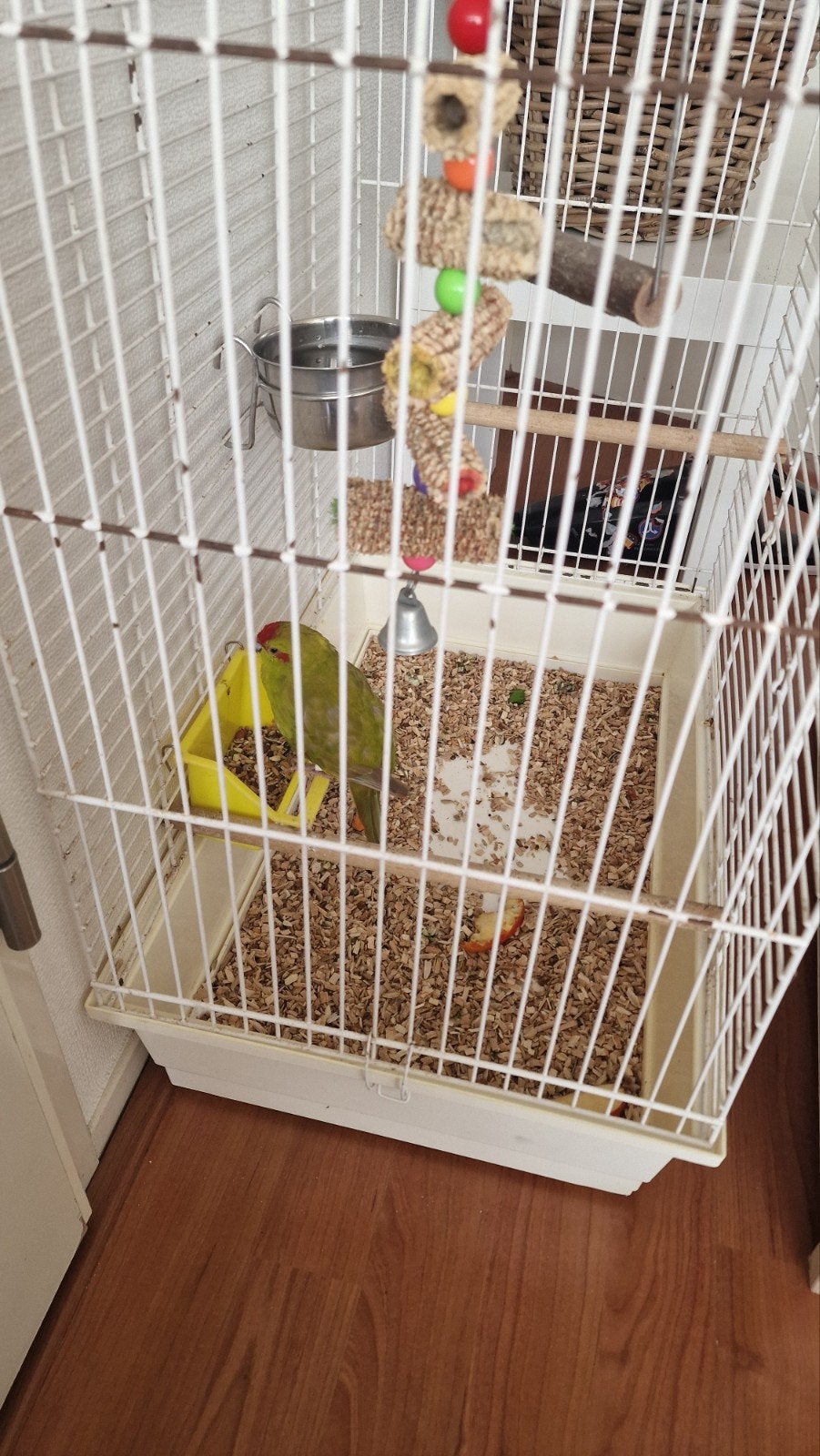 Mooie kakariki pop (vrouwtje) met kooi, Dieren en Toebehoren, Vogels | Overige Vogels, Vrouwelijk