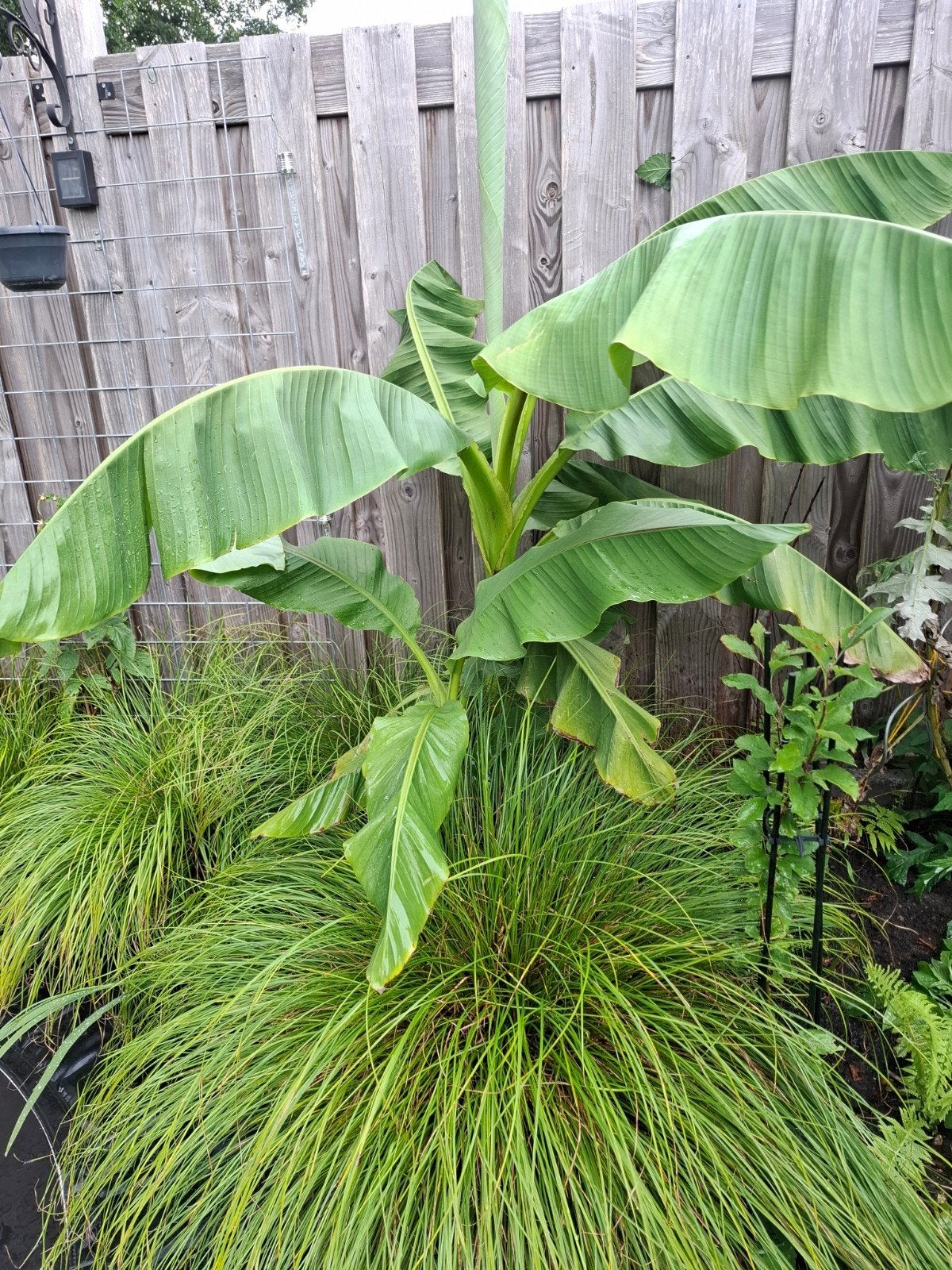 bananen plant winterhard, Ophalen, Volle zon