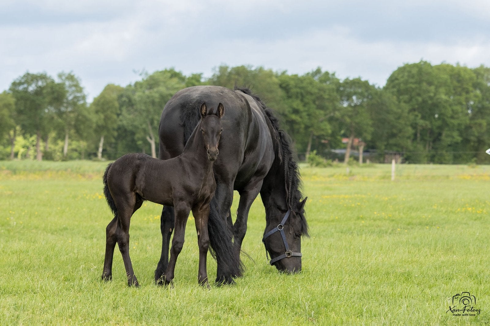 Fries hengstveulen (vol papier), Dieren en Toebehoren, Hengst, 0 tot 2 jaar