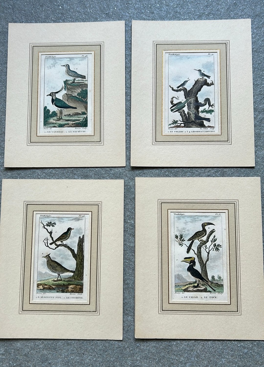 Oude kopergravures ornithologische franse prenten, Antiek en Kunst, Ophalen of Verzenden