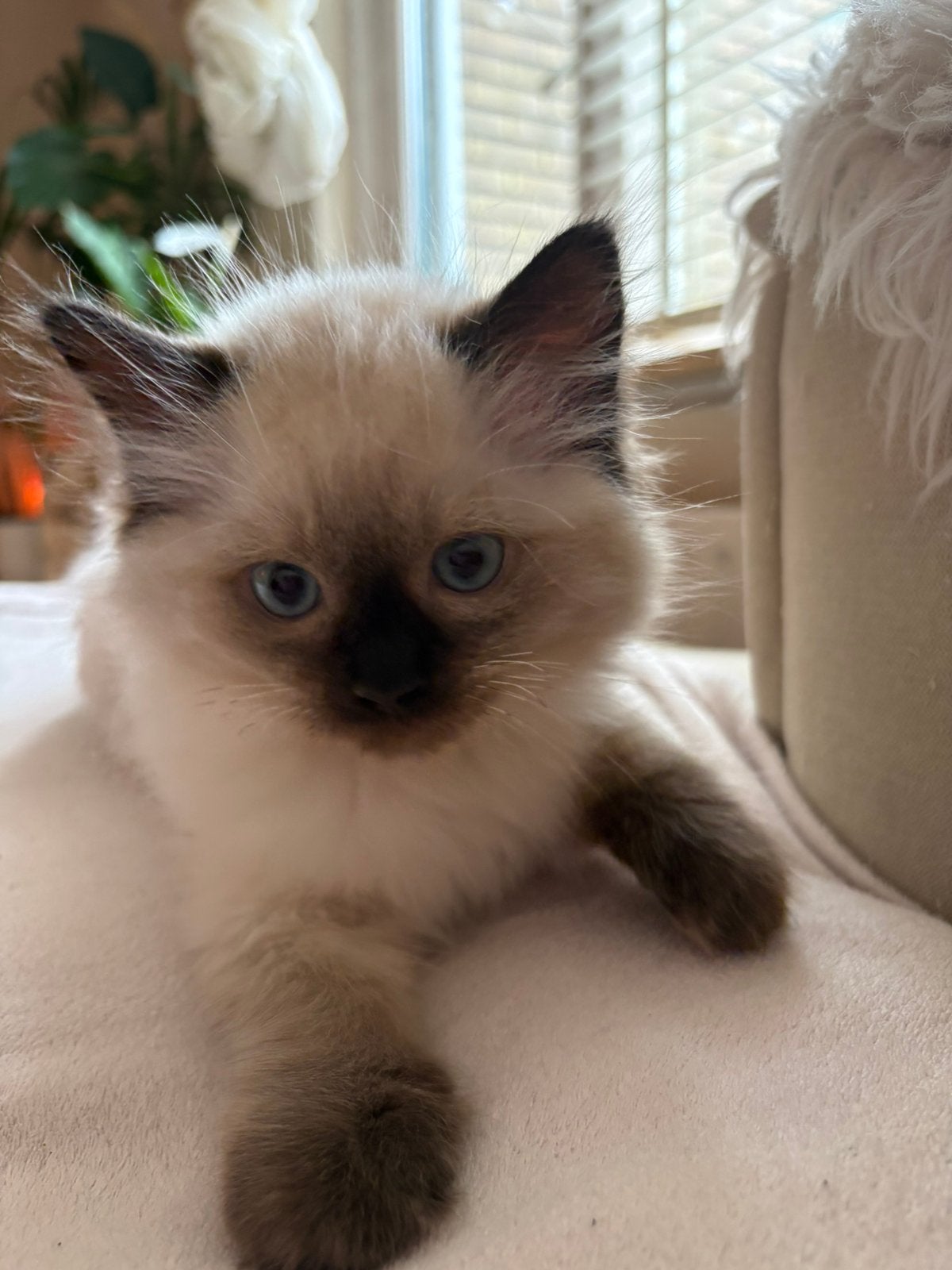 Prachtige ragdoll kitten, mag gelijk mee!!, Dieren en Toebehoren, Katten en Kittens | Raskatten | Langhaar, Kater, Ontwormd, 0 tot 2 jaar