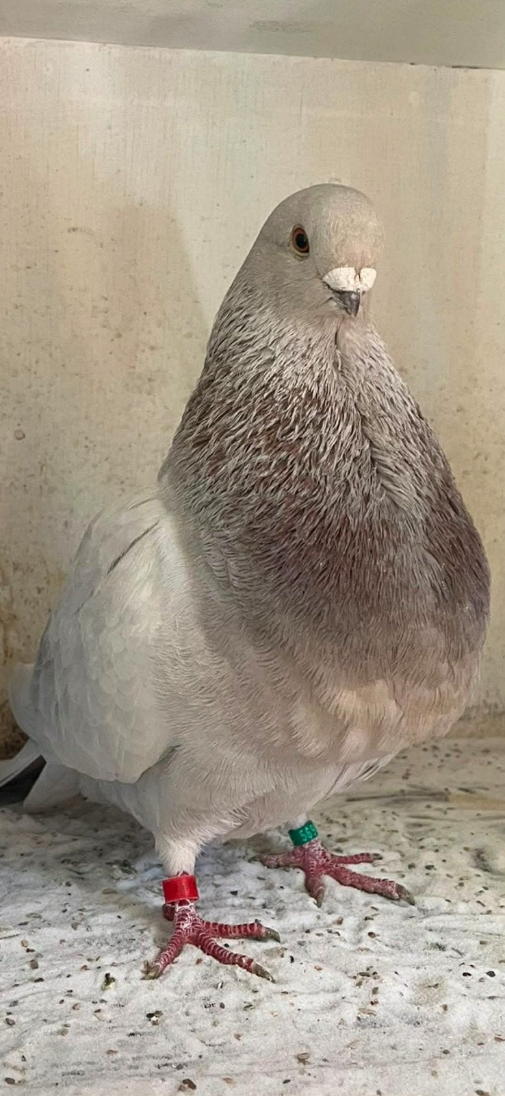 Valenciana doffer zilver 2025, Dieren en Toebehoren, Vogels | Duiven, Mannelijk, Kropper