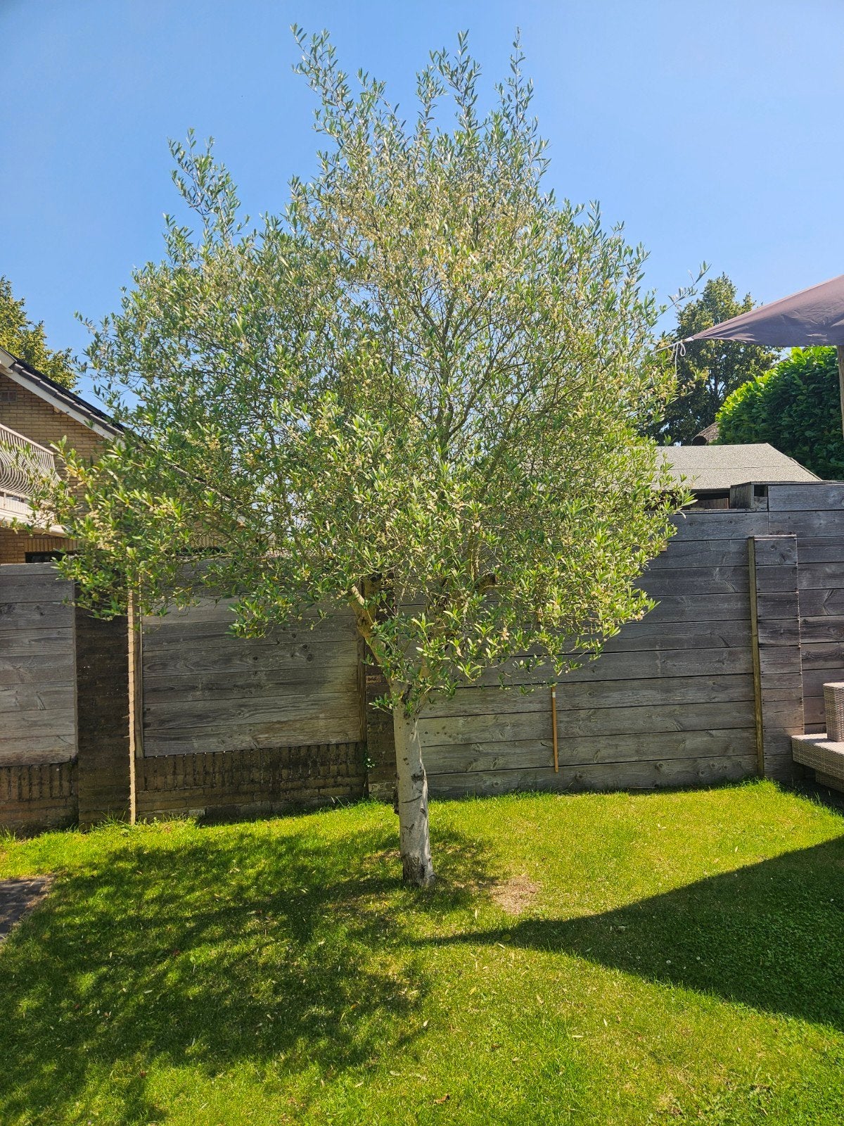 Olea europaea - olijfboom te koop, Olijfboom, 250 tot 400 cm, Zomer, Ophalen