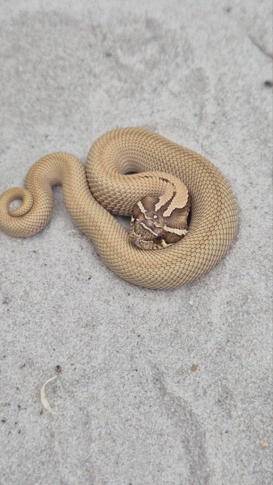 Haakneusslang het snow Hognose Snake photo 2