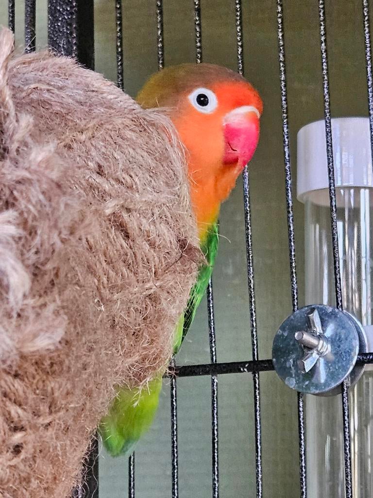 Ruilen agapornis pop, Dieren en Toebehoren, Vogels | Parkieten en Papegaaien, Vrouwelijk, Dwergpapegaai of Agapornis